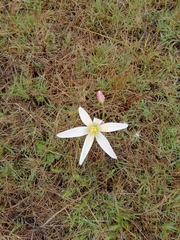 Zephyranthes mesochloa
