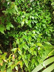 Eugenia austin-smithii