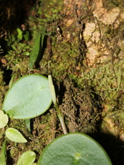 Peperomia peltilimba
