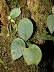 Peperomia peltilimba