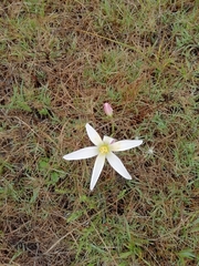 Zephyranthes mesochloa