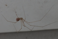 Micropholcus fauroti