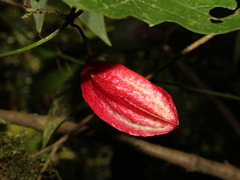 Passiflora capsularis
