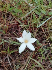 Zephyranthes americana