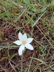 Zephyranthes americana