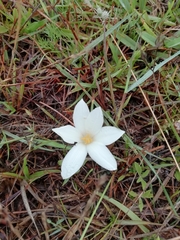 Zephyranthes americana