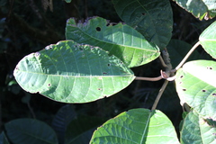 Ficus macbridei
