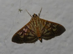 Arthromastix lauralis