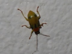 Metaxyonycha weyrauchi