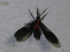 Saurita vindonissa