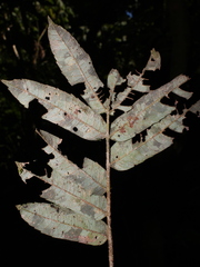 Alfaroa costaricensis image