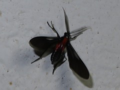 Saurita vindonissa