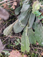 Stachys germanica
