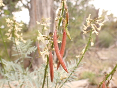 Astragalus schmolliae