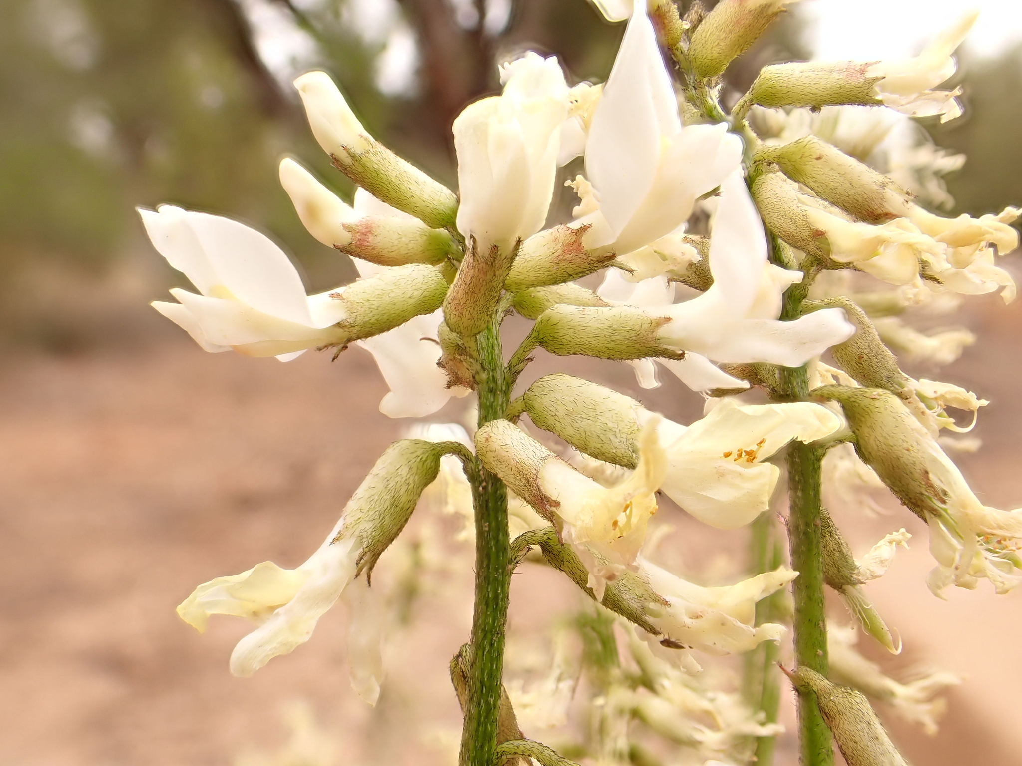 Astragalus schmolliae