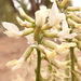 Astragalus schmolliae - Photo (c) Matt Lavin，保留部份權利CC BY-SA