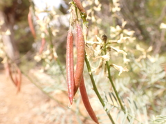 Astragalus schmolliae