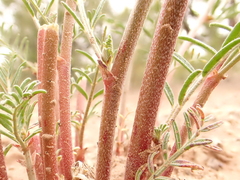 Astragalus schmolliae