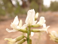 Astragalus schmolliae