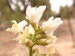 Astragalus schmolliae
