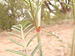 Astragalus schmolliae