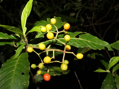 Psychotria jimenezii