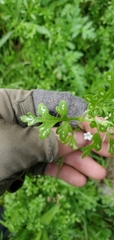 Nemophila pulchella fremontii