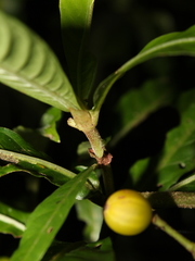 Psychotria jimenezii
