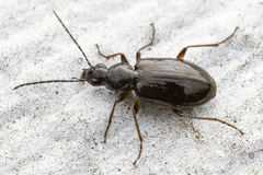 Agonum aeruginosum