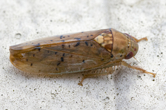 Ponana quadralaba