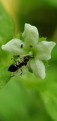Nemophila pulchella fremontii