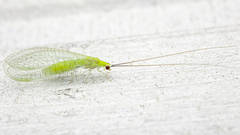 Ceraeochrysa lineaticornis