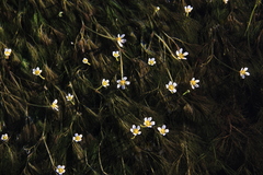 Ranunculus kauffmannii