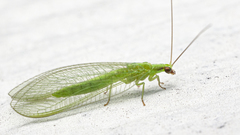 Chrysoperla harrisii