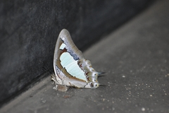Polyura agraria