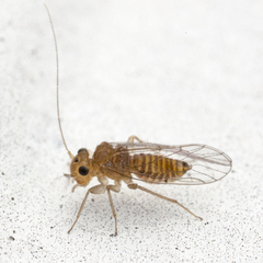 Hemipsocus chloroticus