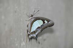 Polyura agraria