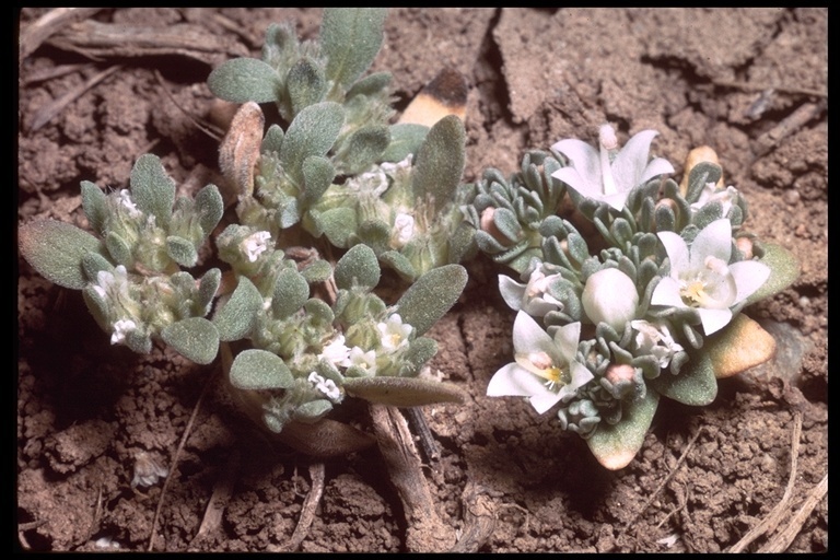 Nemacladus californicus