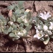 Nemacladus californicus - Photo (c) 1999 California Academy of Sciences，保留部份權利CC BY-NC-SA
