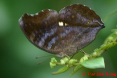 Junonia iphita iphita