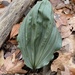 Putty Root - Photo (c) Crystal J Rust, some rights reserved (CC BY-NC), uploaded by Crystal J Rust