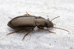 Selenophorus fatuus