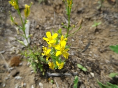 Selenia aurea