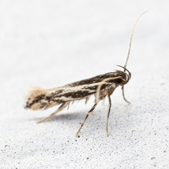 Eralea albalineella
