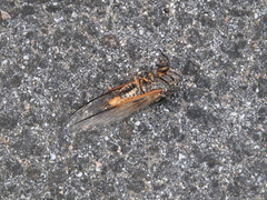 Cryptotympana atrata