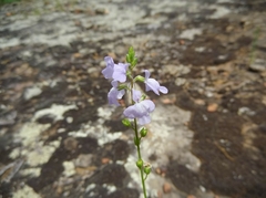 Nuttallanthus texanus