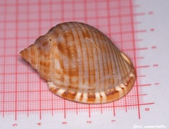 Semicassis undulata