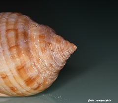 Semicassis undulata
