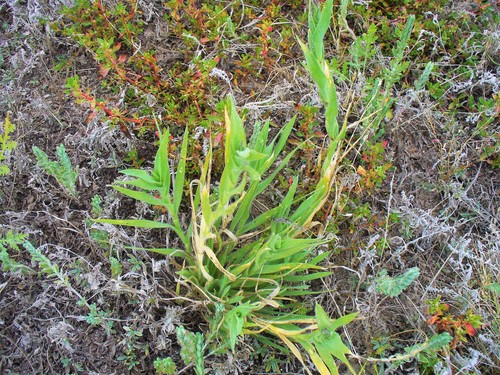 Tuctoria fragilis