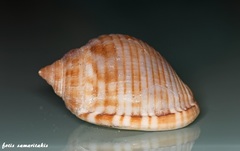 Semicassis undulata